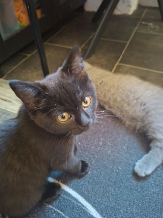 BKH Kitten zu noch ein liebevolles Zuhause