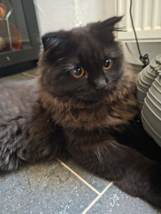 BKH Kitten sucht noch ein liebevolles Zuhause