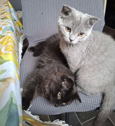 BKH Kitten sucht noch ein liebevolles Zuhause