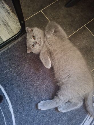 BKH Kitten sucht noch ein liebevolles Zuhause