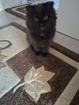 BKH Kitten sucht noch ein liebevolles Zuhause