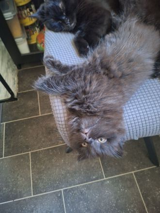 BKH Kitten sucht noch ein liebevolles Zuhause