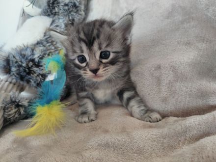 Süße Cashmere Bengal x Maine Coon Babies