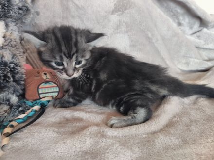 Süße Cashmere Bengal x Maine Coon Babies