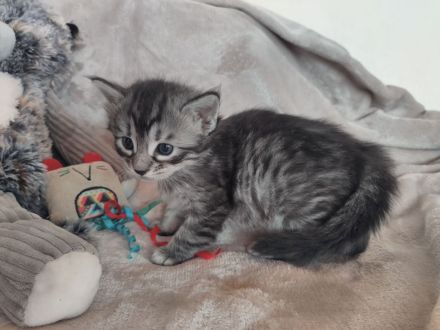 Süße Cashmere Bengal x Maine Coon Babies