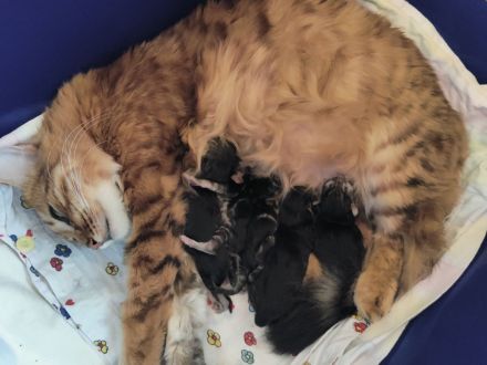 Süße Cashmere Bengal x Maine Coon Babies