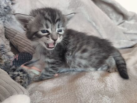 Süße Cashmere Bengal x Maine Coon Babies
