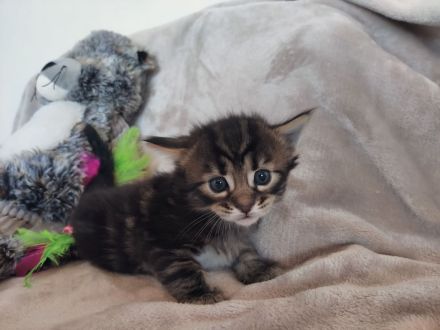 Süße Cashmere Bengal x Maine Coon Babies