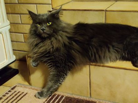 Süße Cashmere Bengal x Maine Coon Babies