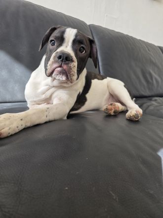 OEB Mischlingshündin