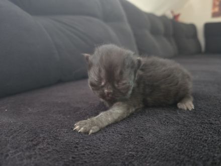 Katzen suchen ein Zuhause