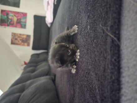 Katzen suchen ein Zuhause