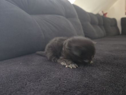 Katzen suchen ein Zuhause