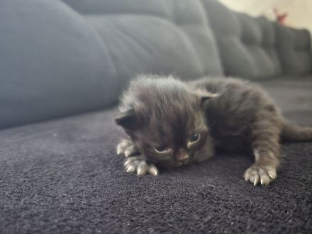 Katzen suchen ein Zuhause