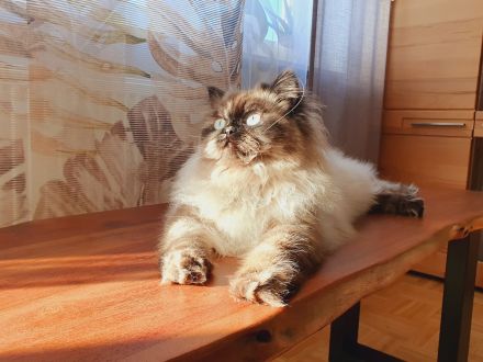 Reinrassiger Perserkitten mit Nase inkl. Stammbaum