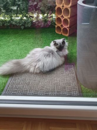 Reinrassiger Perserkitten mit Nase inkl. Stammbaum