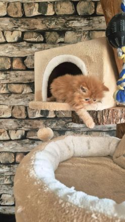 Reinrassiger Perserkitten mit Nase inkl. Stammbaum