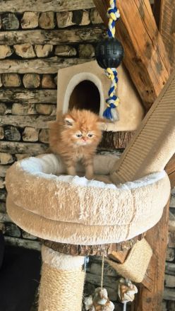 Reinrassiger Perserkitten mit Nase inkl. Stammbaum