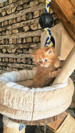 Reinrassiger Perserkitten mit Nase inkl. Stammbaum