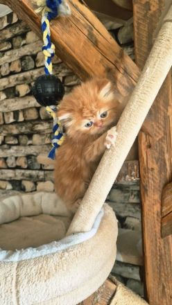 Reinrassiger Perserkitten mit Nase inkl. Stammbaum