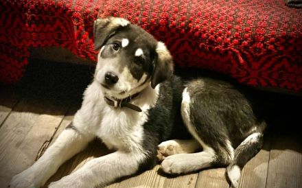 Verspielter Kayo sucht Anschluss