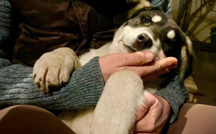 Verspielter Kayo sucht Anschluss