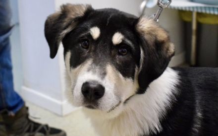 Verspielter Kayo sucht Anschluss