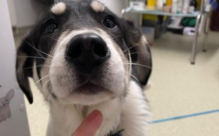 Verspielter Kayo sucht Anschluss