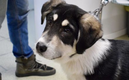 Verspielter Kayo sucht Anschluss