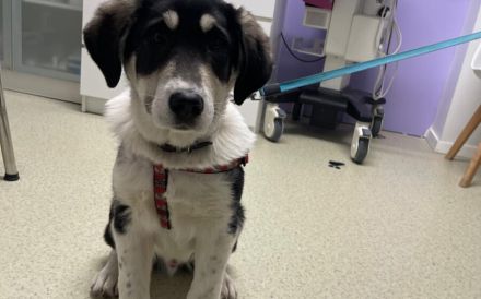 Verspielter Kayo sucht Anschluss