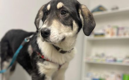 Verspielter Kayo sucht Anschluss