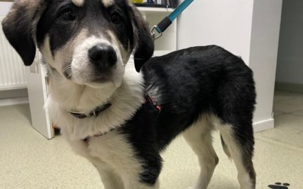 Verspielter Kayo sucht Anschluss