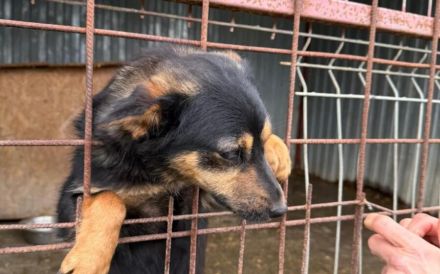 Traumhündin Vivi wünscht sich Familie