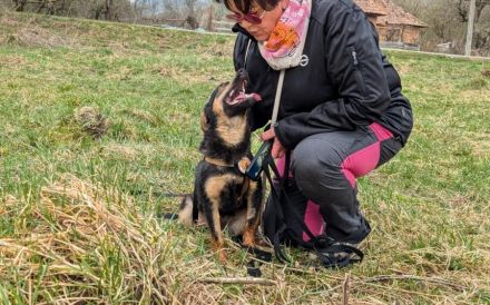 Traumhündin Vivi wünscht sich Familie