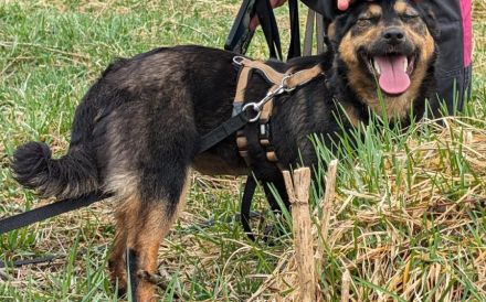 Traumhündin Vivi wünscht sich Familie