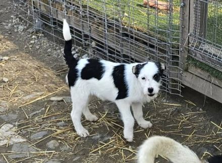 Unser junger Pirat Blackbeard sucht ein Zuhause