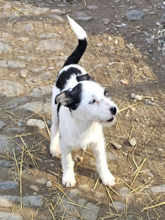 Unser junger Pirat Blackbeard sucht ein Zuhause