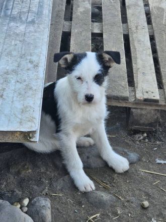 Unser junger Pirat Blackbeard sucht ein Zuhause