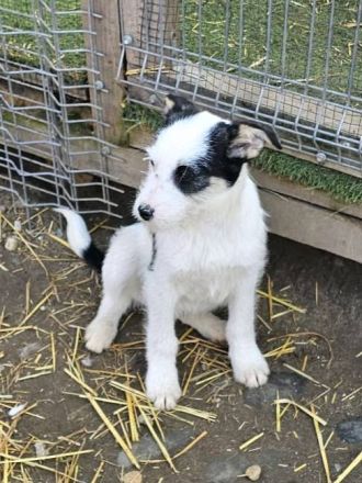 Unser junger Pirat Blackbeard sucht ein Zuhause