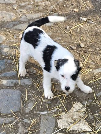 Unser junger Pirat Blackbeard sucht ein Zuhause