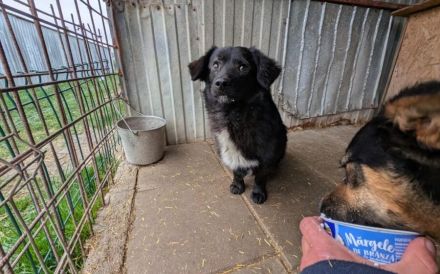 Kleiner Schatz Augustus möchte Neustart