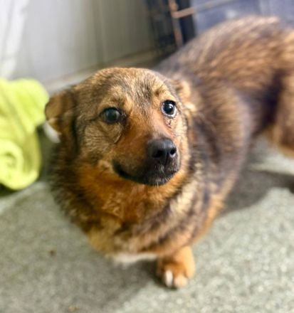 Roya, klein, jung, freundlich.....wer sieht ihr süsses Wesen und gibt ihr ein schönes Leben?