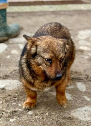 Roya, klein, jung, freundlich.....wer sieht ihr süsses Wesen und gibt ihr ein schönes Leben?