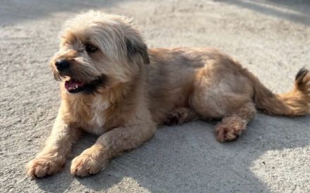 Kleiner Schatz Windua sucht ein Körbchen