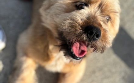 Kleiner Schatz Windua sucht ein Körbchen