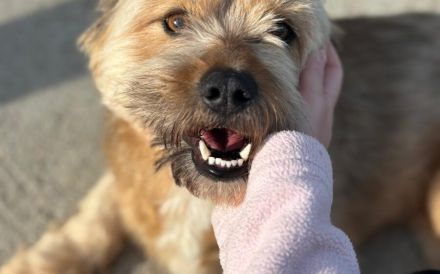 Kleiner Schatz Windua sucht ein Körbchen