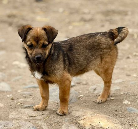 Emely, jung, verspielt, freundlich....wer sucht eine kleine Kameradin?