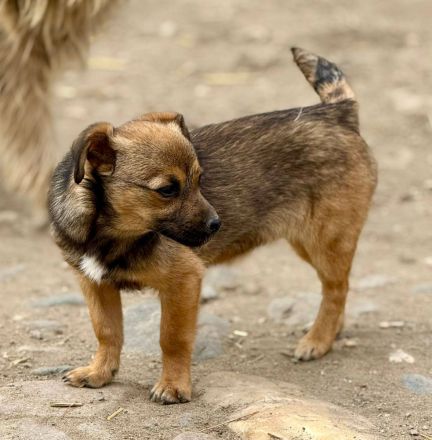 Emely, jung, verspielt, freundlich....wer sucht eine kleine Kameradin?