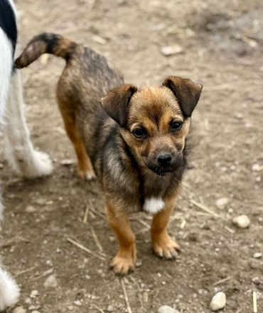 Emely, jung, verspielt, freundlich....wer sucht eine kleine Kameradin?