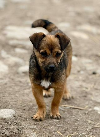 Emely, jung, verspielt, freundlich....wer sucht eine kleine Kameradin?